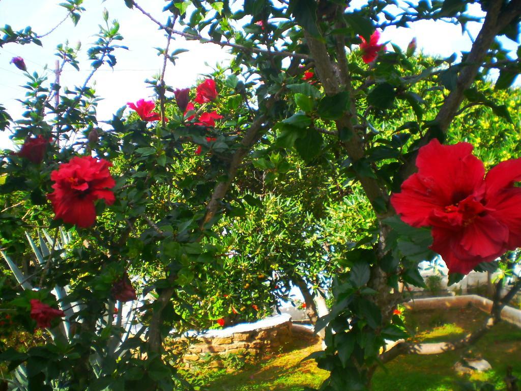 Paros Rita Studios Piso Livadi Cameră foto